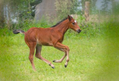 Foal cantering round field 